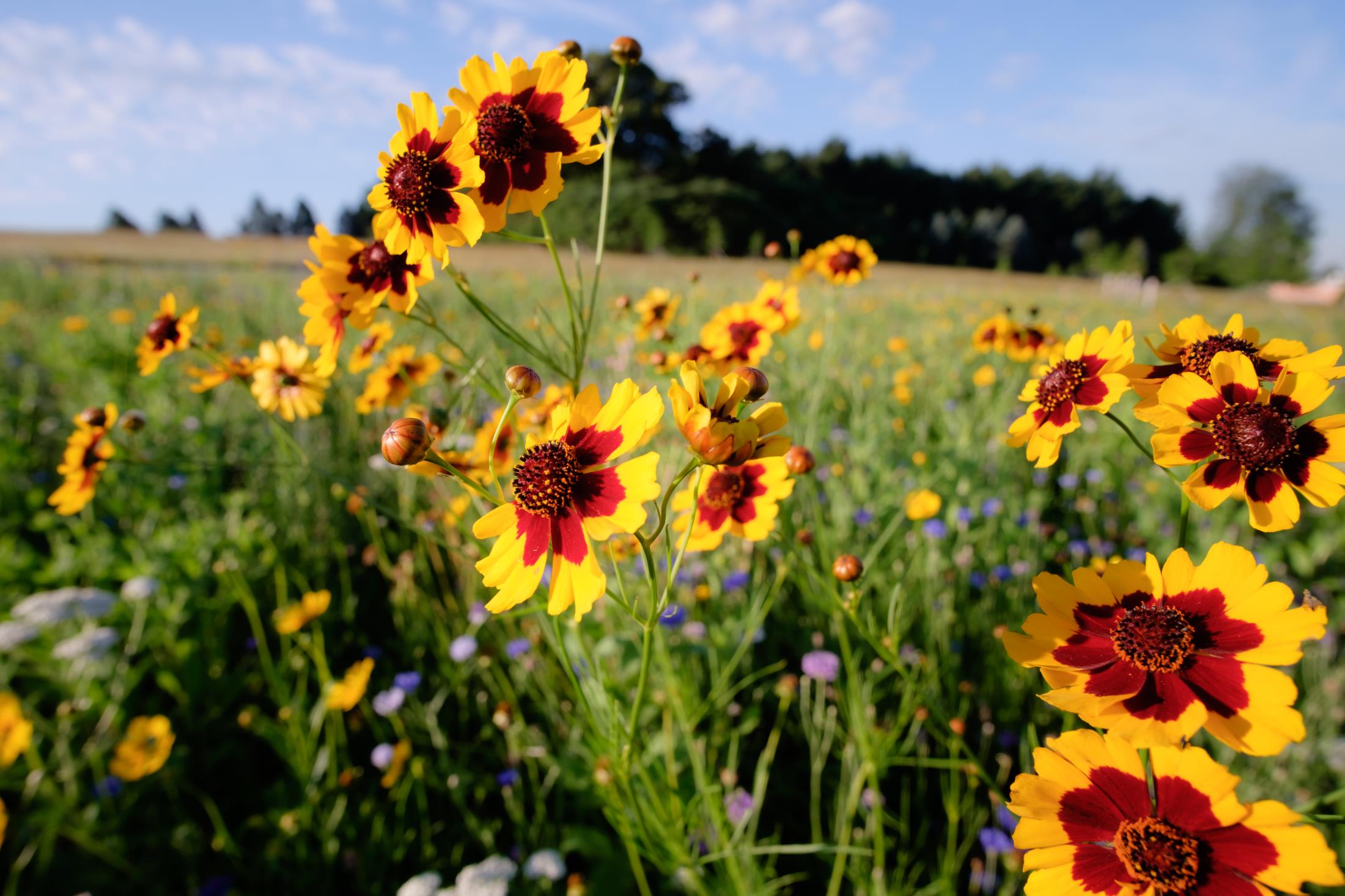 yellow and red coreopsis flowers