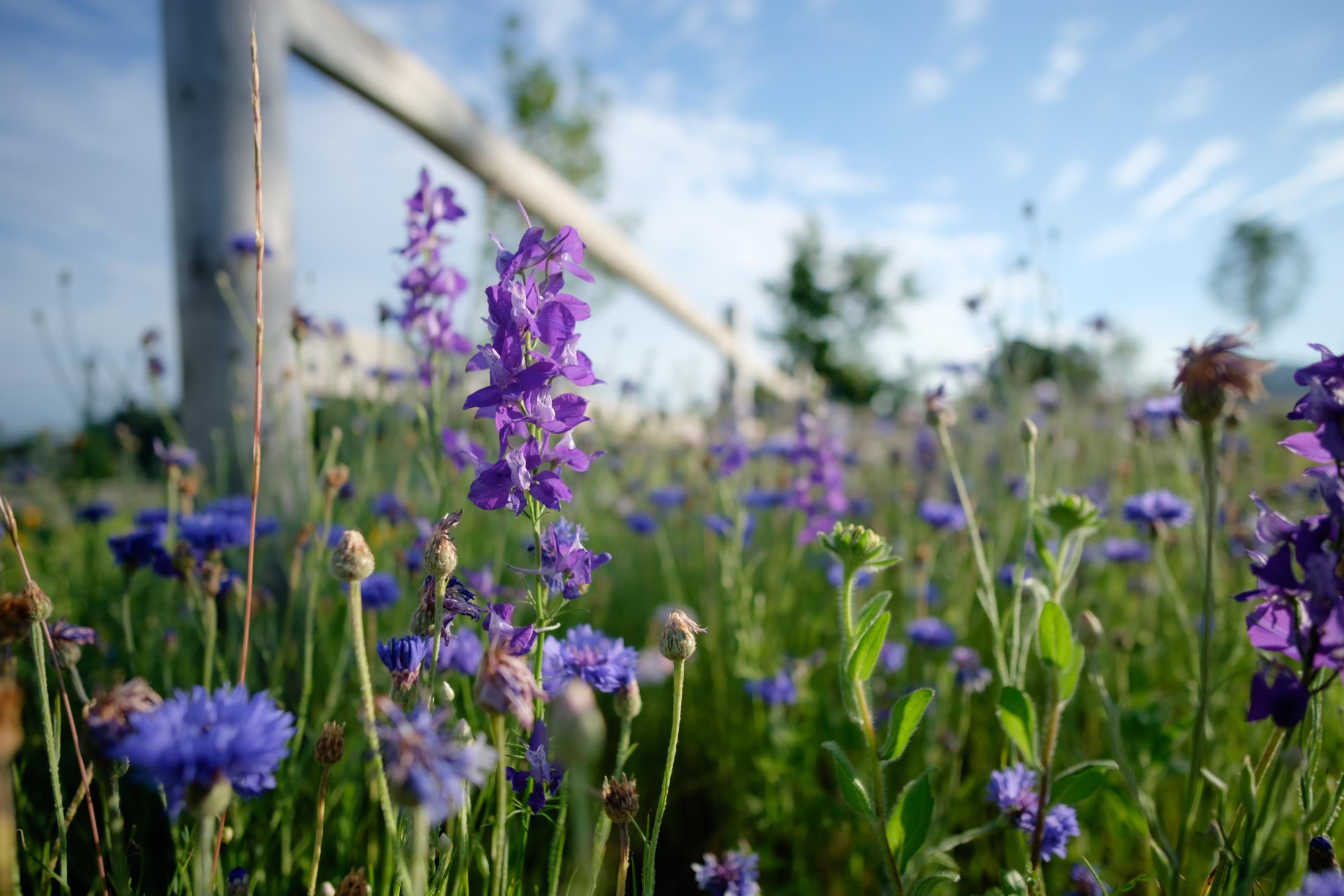 purple larkspur flowers