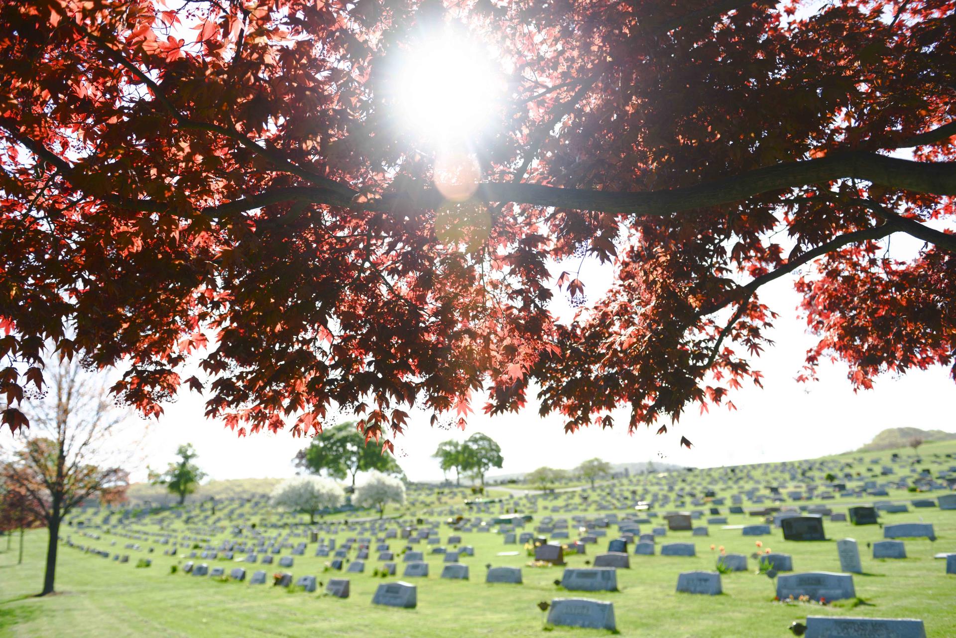 Japanese maple tree in a traditional burial section