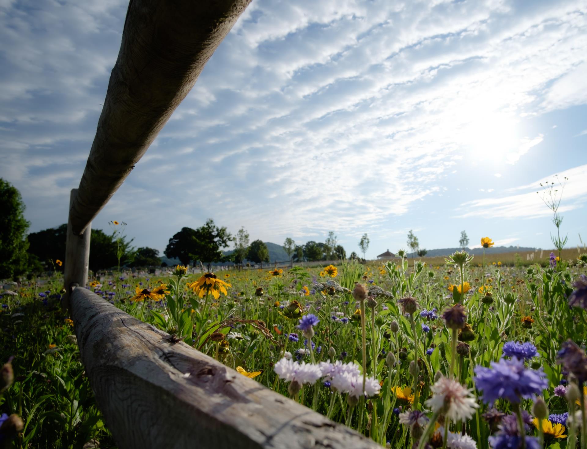 Natural Burial area with fence and flowers