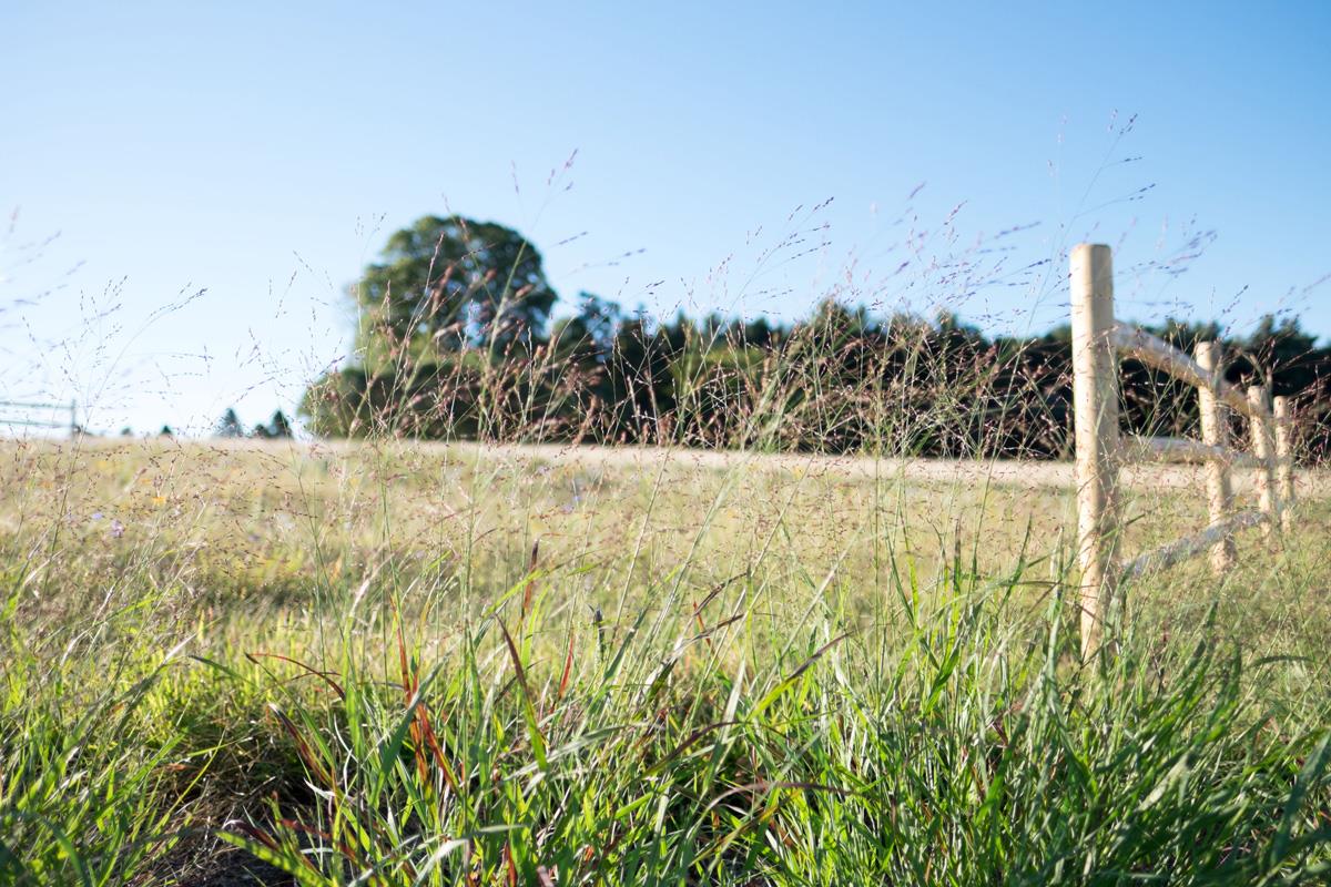 Natural Burial section with tall grass blowing in the wind