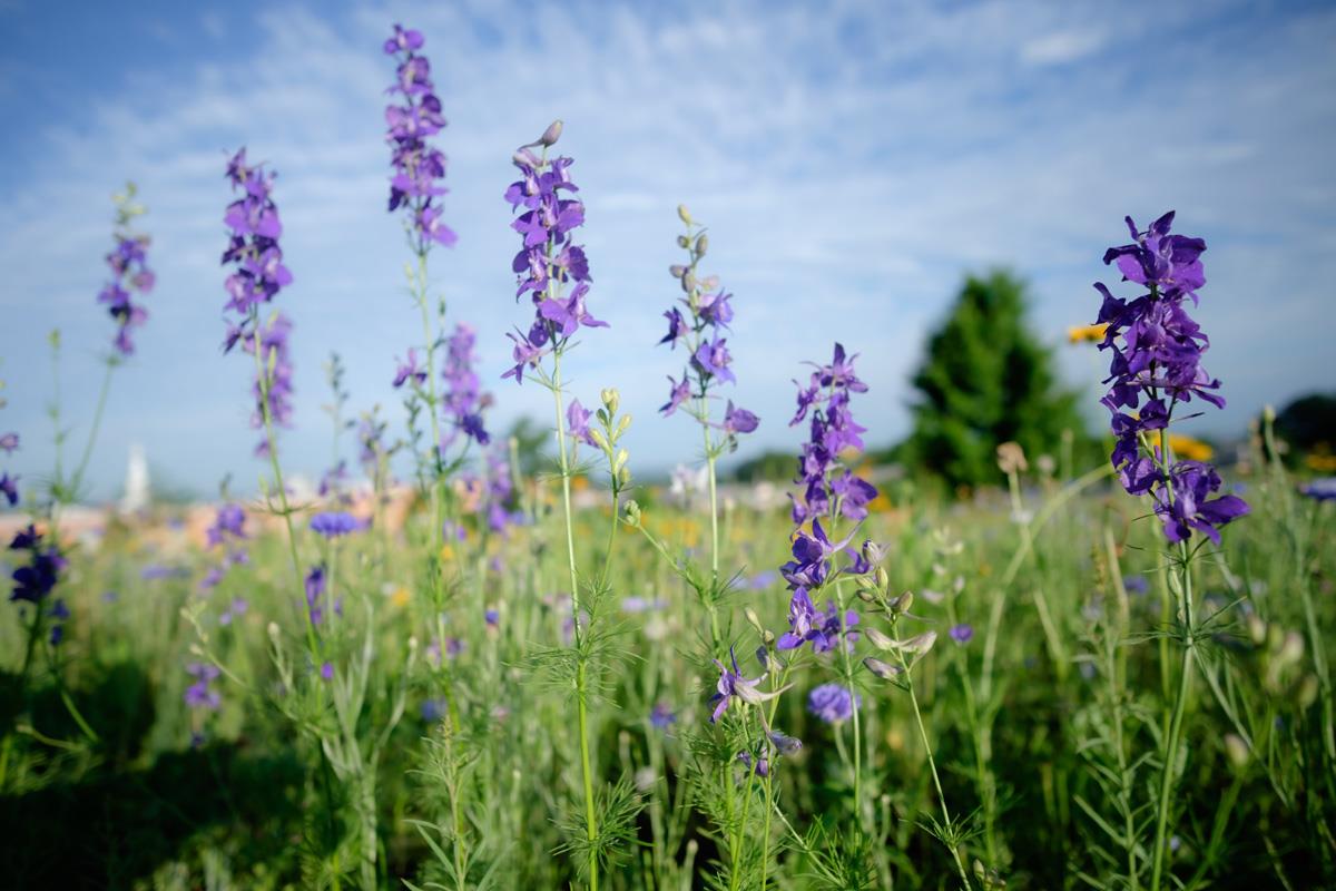 Natural Burial section with blue larkspur flowers