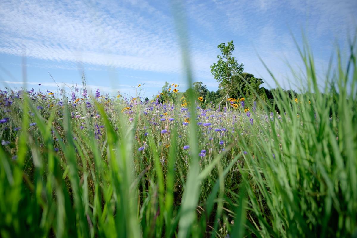 Natural Burial section with tall grass and blue flowers