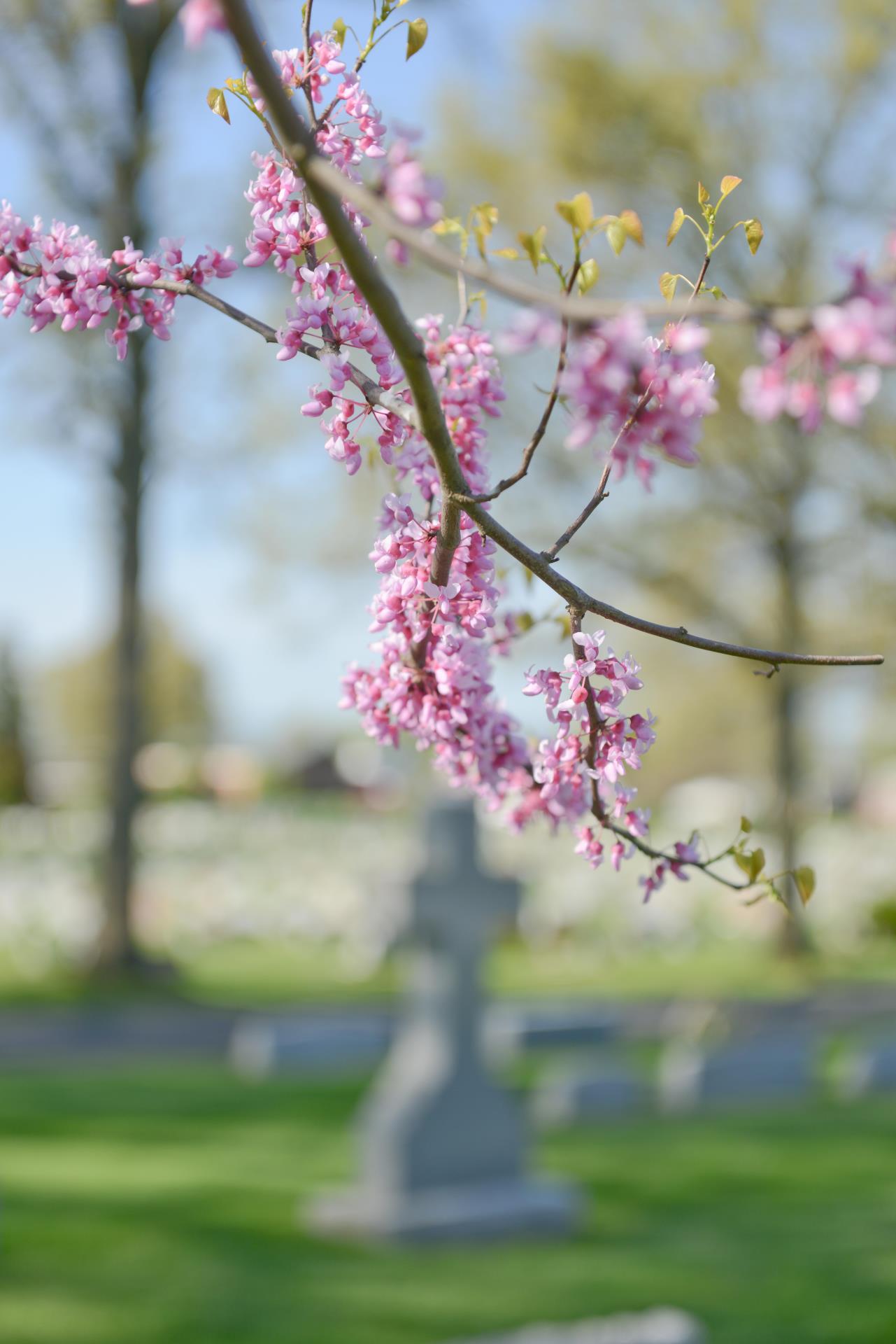 Redbud blossoms